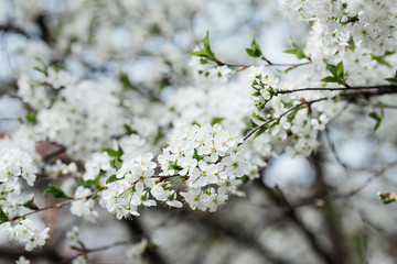 Cherry blossom flowers tree closeup in spring season