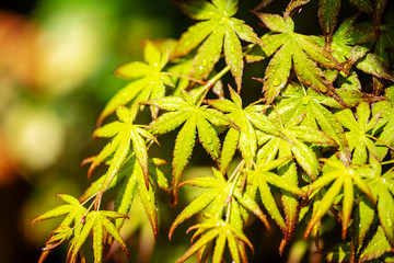 梅雨の紅葉と黒バック
