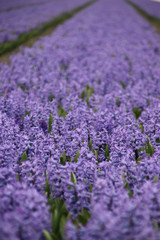 Obraz premium Purple hyacints in a field in the area of Lisse close to the Keukenhof, famous about the colorful fields during spring in the Netherlands