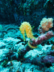 Obraz na płótnie Canvas Yellow Seahorse hanging on red coral underwater.