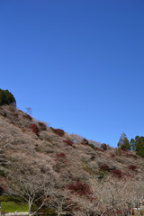A sunny day. The blue sky with no clouds and the mountains are covered with cherry blossom trees and red autumn leaves.