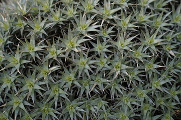 Obraz premium Plant in a botanical garden