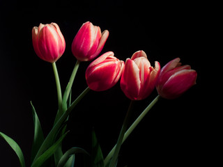 Pink Tulips Isolated on Black