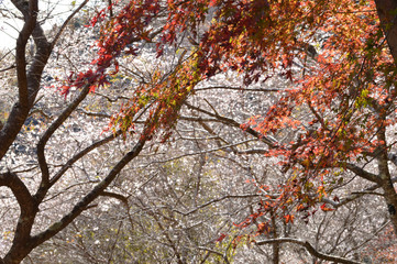 Maple Leaf colors in the background of a cherry tree blooming in autumn.