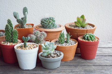 Various little succulent pot plants collection on vintage wood table with free space background