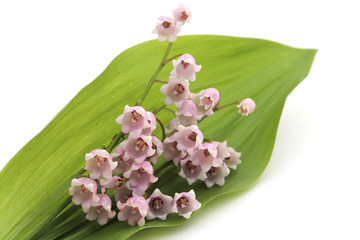 Muguet