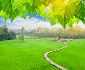 Bamboo bridge on rice field with cottage.