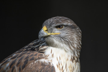 Königsrauhfussbussard