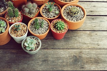 Various little succulent pot plants collection on vintage wood table with free space background
