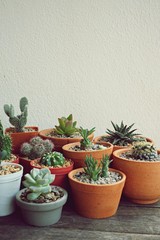 Various little succulent pot plants collection on vintage wood table with free space background, echeveria, cactus, haworthia, kalanchoe