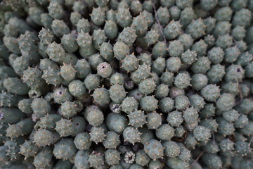 Cactus in a botanical garden