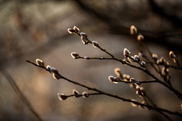 Early spring awakening