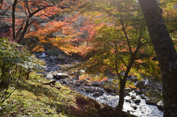 Leaf of maple changing color from green to red with a river that shines in light.