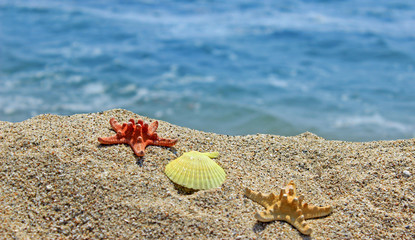 Beach background with natural sea ornaments 