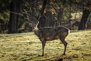 Deer on grazing