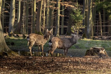 Animals in the woods