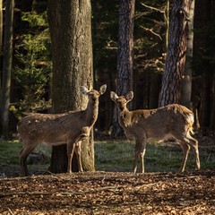 Animals in the woods