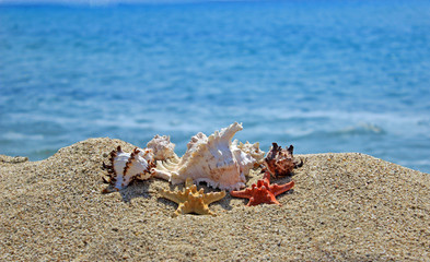 Fototapeta na wymiar Beach background with natural sea ornaments 