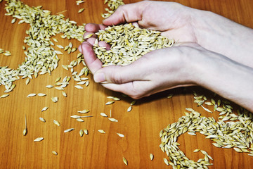Gold wheat in female palms close-up