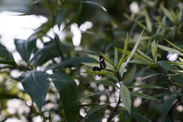 Obraz premium Butterfly on a leaf in a natural botanical garden