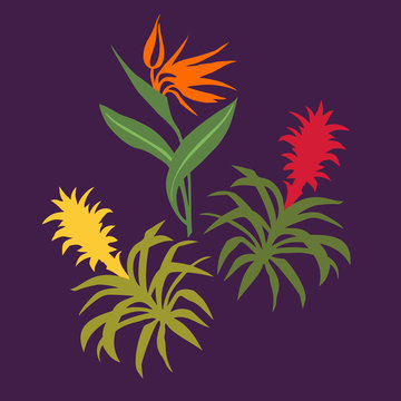strelitzia reginae and Guzmania isolated 