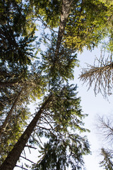 Obraz premium Piny skies