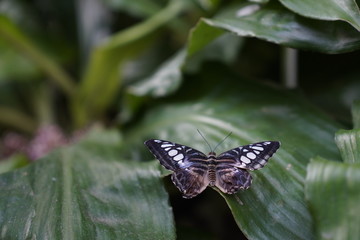 Butterfly on a leaf in a natural botanical garden