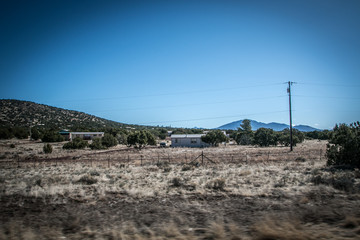 Coniferous trees in the middle of the desert
