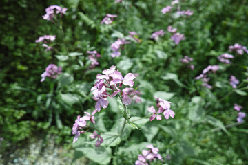 lunaria's flower