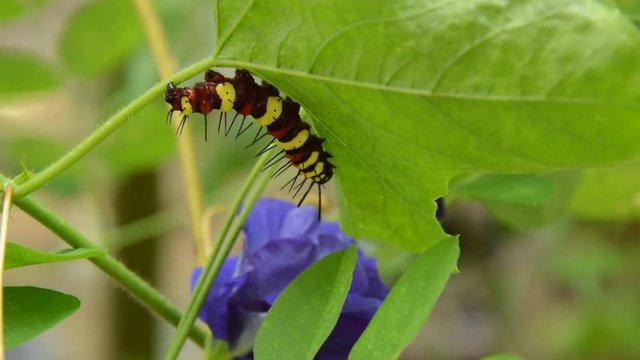 caterpillar climbing and feeding on butterfly pea branch in garden