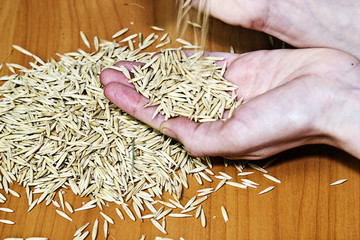 Women's hands scatter grains of wheat on the table