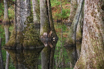 Swamp in Mississippi