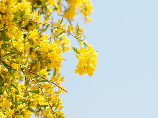 カロライナジャスミン