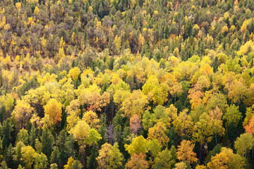 Fototapeta premium Top view of autumn forest