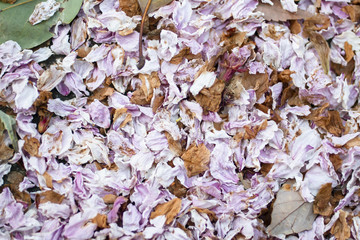 桜、花びら