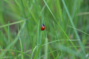 Ladybug