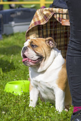 English Bulldog Close-up