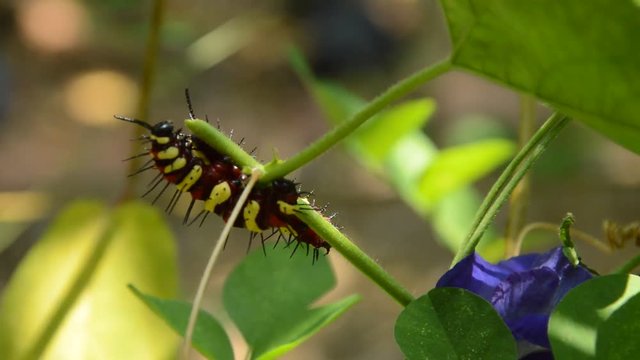 caterpillar climbing and feeding on butterfly pea branch in garden