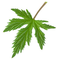 Hop plant closeup leaf