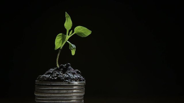 From a handful of coins the plant grows, the concept of growing well-being.