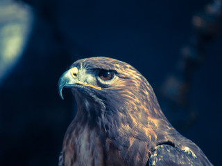 ÁGUILA_01