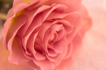 Obrazy na Szkle  Róża