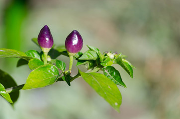 Growing of violet chilly peppers in the garden