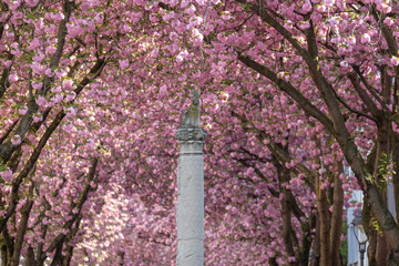 Kirschblütenallee mit Jupitersäule