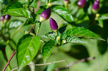 Growing of violet chilly peppers in the garden