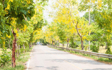 Ratchaphruek Golden Shower Tree