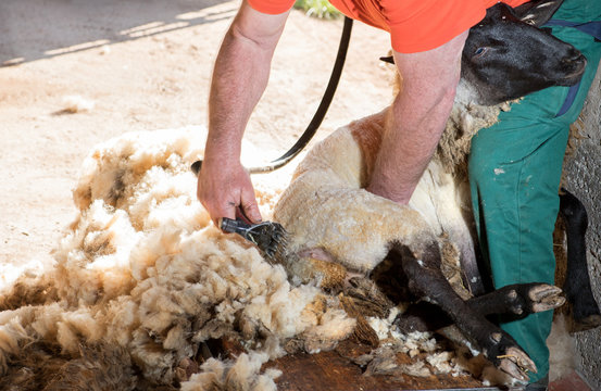 Schafscherer schert das Schaf mit der Schafschermaschine