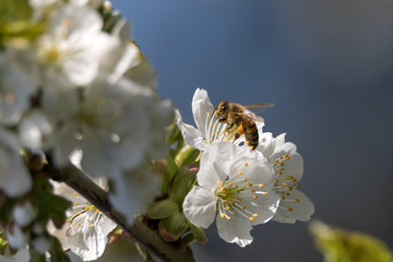 Biene (Apiformes, Anthophila) auf Kirschblüte im Frühling