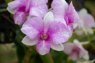 Naklejka na ściany i meble beautiful purple orchid flowers