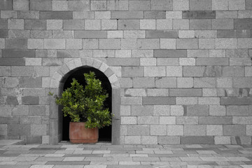 Tree green color in flower Pot on the wall black and white background